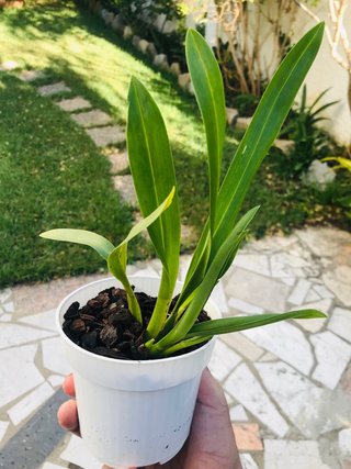 Oncidium tiger barb