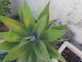Agaves de varios tamaños