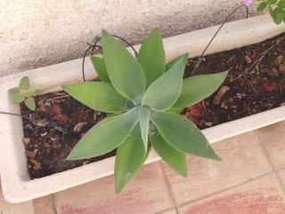 Agaves de varios tamaños