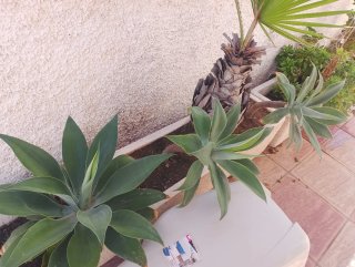 Agaves de varios tamaños