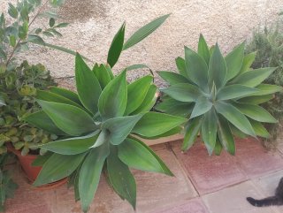 Agaves de varios tamaños