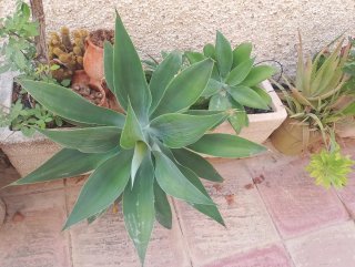 Agaves de varios tamaños