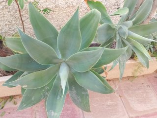Agaves de varios tamaños
