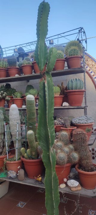 Cactus grande en maceta