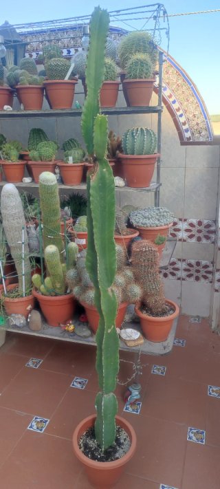 Cactus grande en maceta