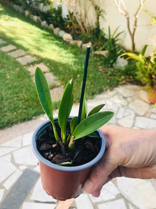Laelia milleri x lucasiana