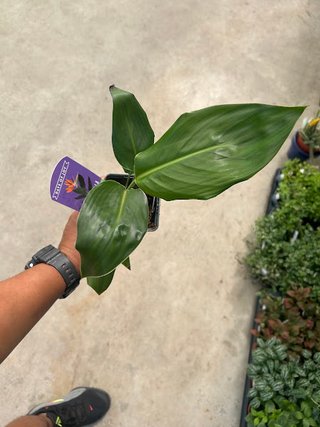 Planta Ave del Paraíso