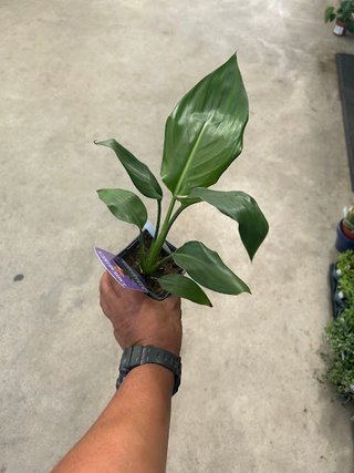 Planta Ave del Paraíso