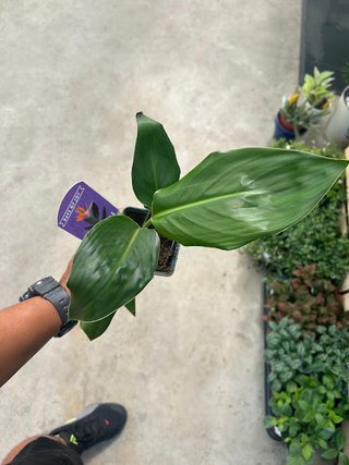 Planta Ave del Paraíso