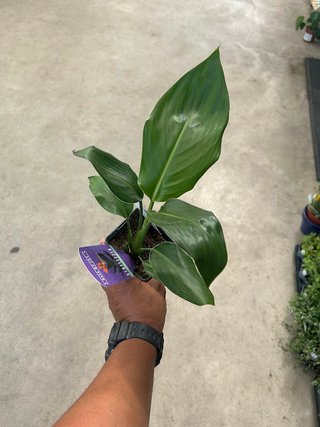Planta Ave del Paraíso
