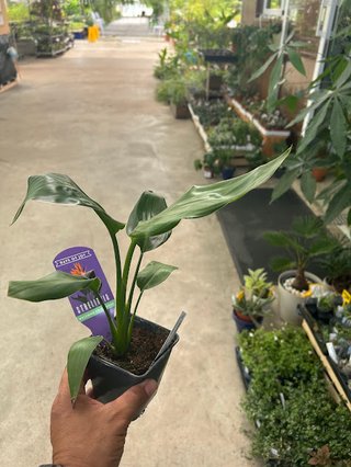 Ave del Paraiso - Strelitzia reginae