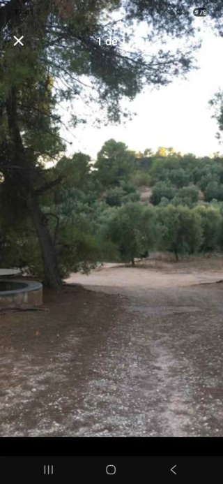 Finca de olivos en las garriges de lleida