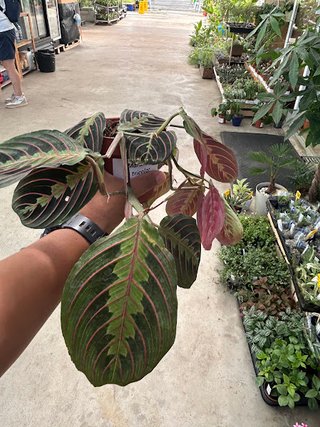 Planta Maranta Tricolor