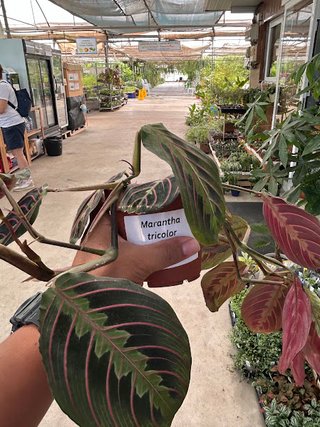 Planta Maranta Tricolor