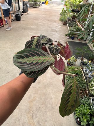 Maranta Tricolor Planta