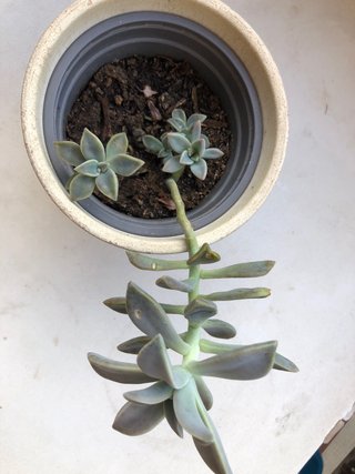 Regadera pequeña y planta suculenta
