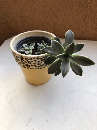 Regadera pequeña y planta suculenta