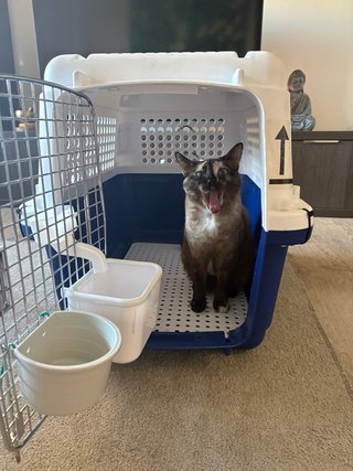 2 transportines para animales nuevos