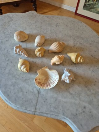 Conjunto caracolas marinas y concha