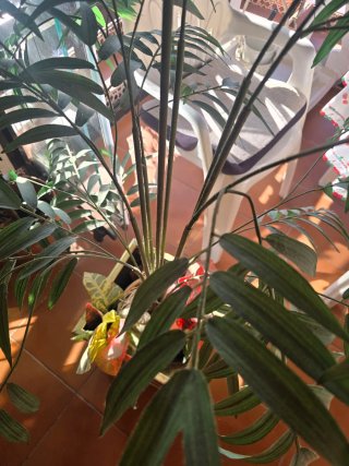 Planta Artificial Decorativa con Macetero