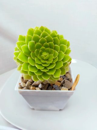 Aeonium Emerald ICE Suculenta variegada