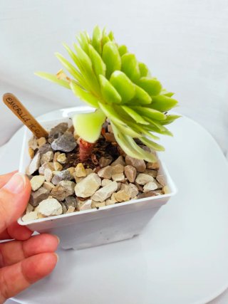 Aeonium Emerald ICE Suculenta variegada