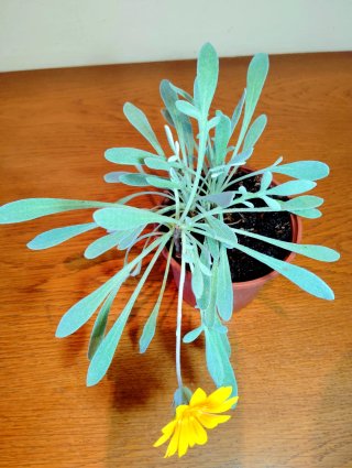 Planta.Gazania Rigens de Hoja Gris.