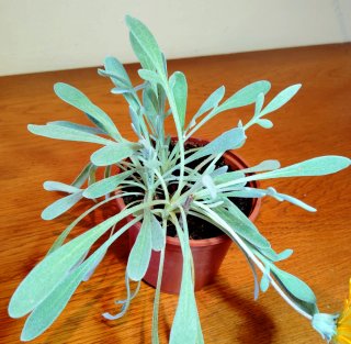 Planta.Gazania Rigens de Hoja Gris.