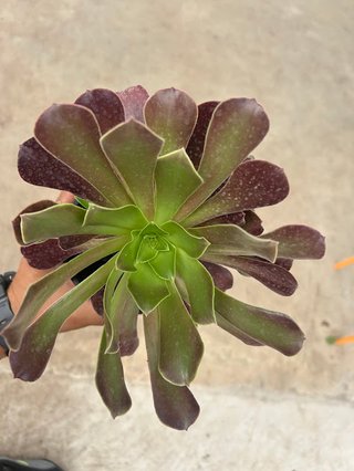 Aeonium arboreum planta suculenta