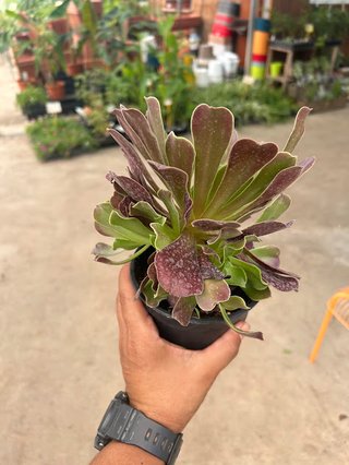Aeonium arboreum planta suculenta