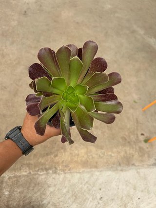 Planta Aeonium Arboreum
