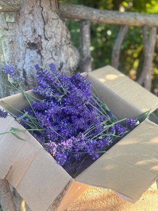 Esencias de plantas  con Flores de Bach .