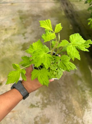 Planta Frambuesa Rosa Meeker