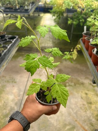 Planta Frambuesa Rosa Meeker