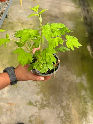 Planta Frambuesa Rosa Meeker