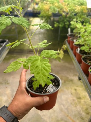 Planta Frambuesa Rosa Meeker