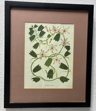 Cuadros plantas Passiflora Menispermifolia y otras