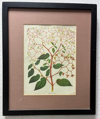 Cuadros plantas Passiflora Menispermifolia y otras