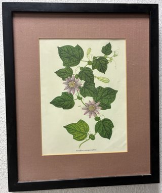 Cuadros plantas Passiflora Menispermifolia y otras