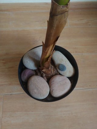 Planta Platanero Ornamental (no cactus)