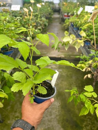 Planta de Frambuesa Morada