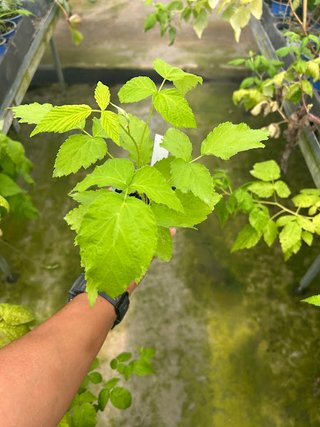 Planta de Frambuesa Morada