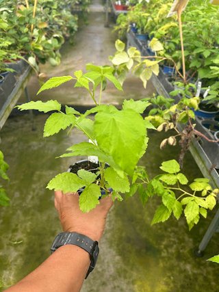 Planta de Frambuesa Morada