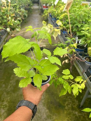 Planta de Frambuesa Morada