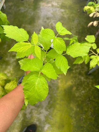Planta de Frambuesa Morada