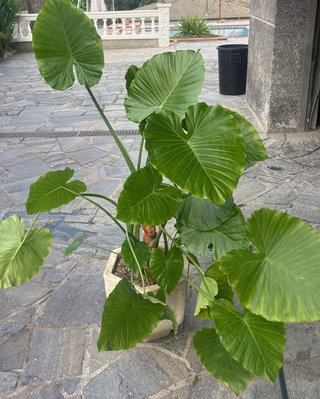 Alocasia Macrorrhizos Marquesa Plantas