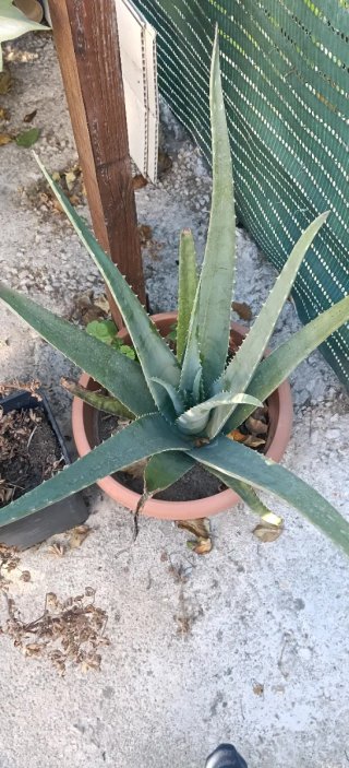 Planta Aloe Vera en Maceta