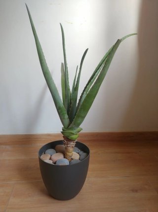 Planta Aloe Vera en Maceta (no cactus)