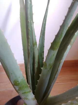 Planta Aloe Vera en Maceta (no cactus)