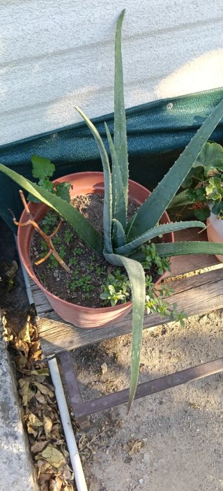 Planta Aloe Vera en Maceta